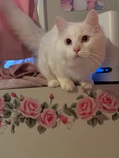 8.5 month old male white ragdoll kitten (fixed), View more