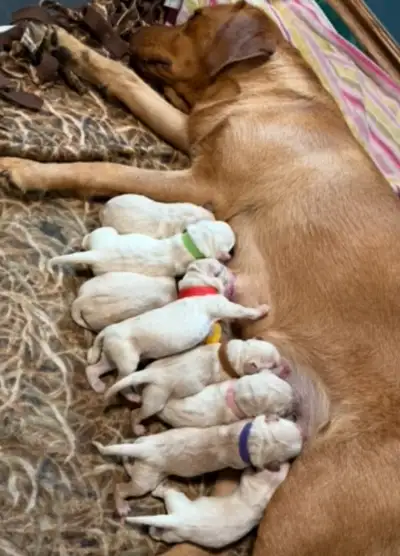 Purebred Lab Puppies for Sale, View more