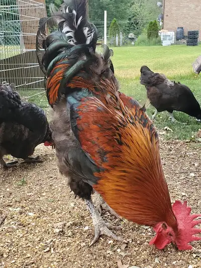 ●●ROOSTER ~ BLACK FRENCH COPPER MARANS ~ 11 MONTHS OLD, View more