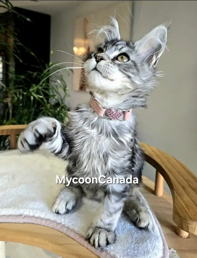 Champion Maine Coons (647) 933-6293 in Cats & Kittens for Rehoming in City of Toronto - Image 11