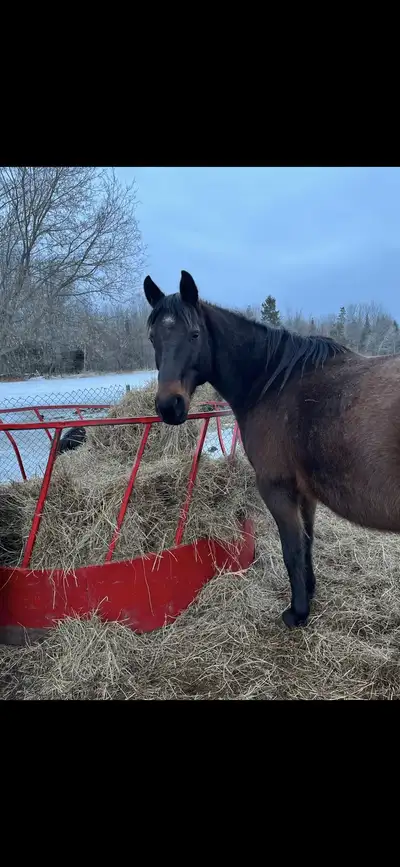 blue roan gelding, View more