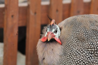 Chicken, Duck & Guinea Hatching Eggs