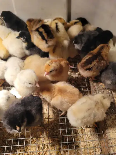 Healthy and strong chicks, they will lay blue-green, olive and brown eggs * Vaccinated et treated *...