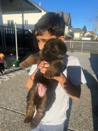  German Shepherd show quality available puppy