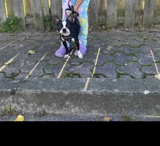 Boston terrier in Dogs & Puppies for Rehoming in Hamilton - Image 4