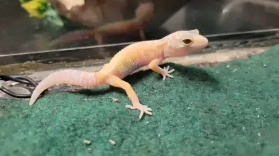 baby leopard geckos, View more