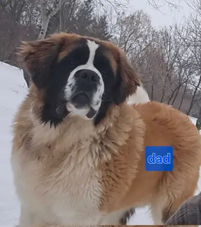 Purebred  St. Bernard  puppie, View more