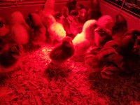 Chicks looking for a new home