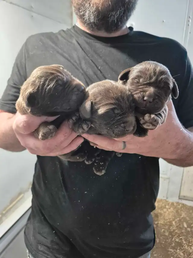 labradors chocolats in Dogs & Puppies for Rehoming in Drummondville - Image 5