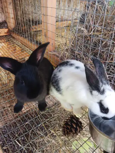 Two broken blue, one broken black, and one all black bunnies ready to go first of August .
