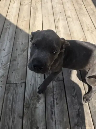 Pure Cane corso puppy, View more