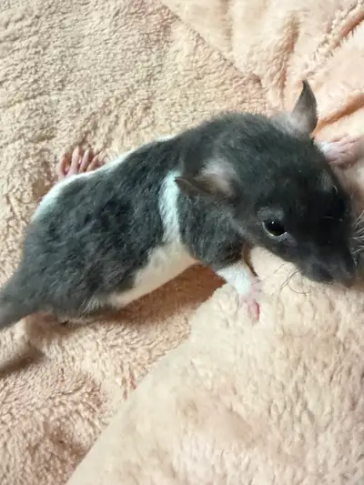 Two Young Male Rats, View more