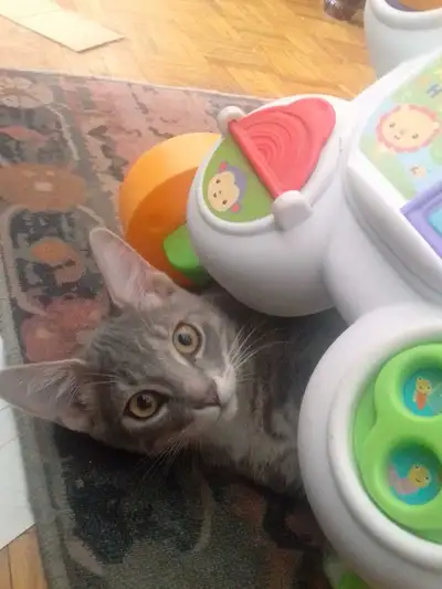 4 month old bonded pair, View more
