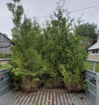 Cedar Trees (Delivered or Planted)
