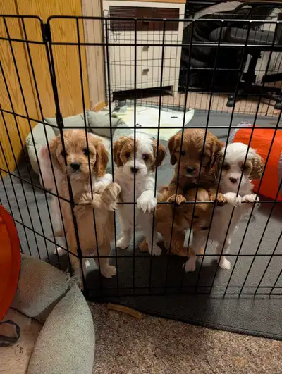 Cavapoos, Cavalier King Charles spaniel and min poodle , View more