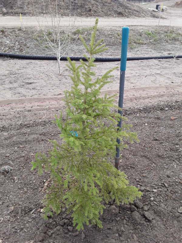Wild Spruce Trees for Sale in Plants, Fertilizer & Soil in Regina - Image 2