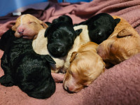 Cockapoo puppies!  6 girls,  3 boys!  PEL#01301