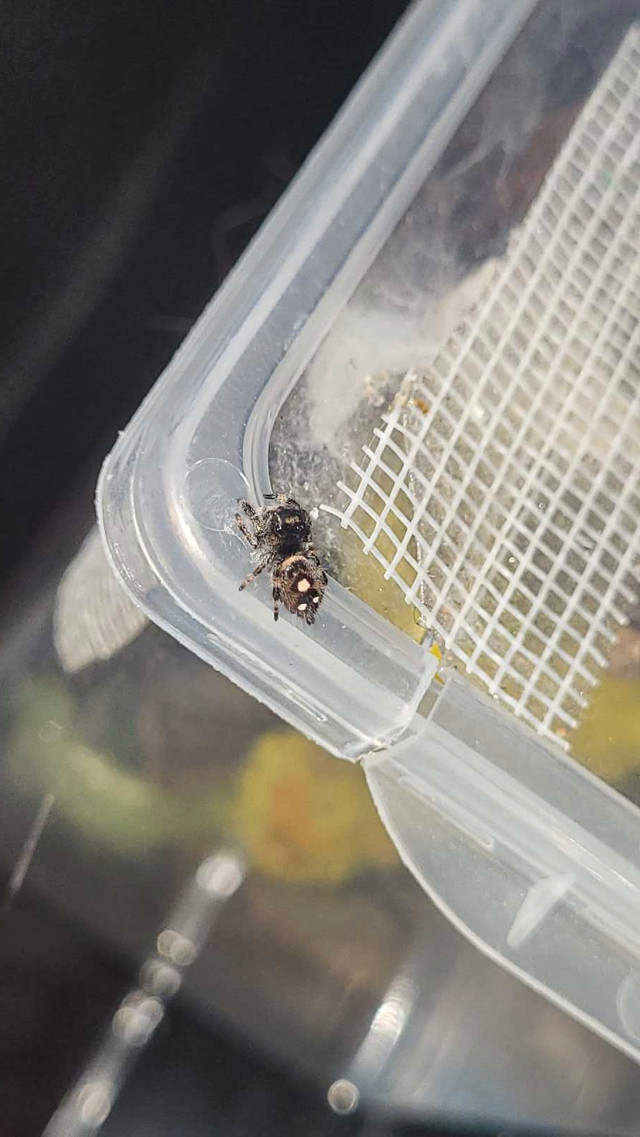 Phidippus Regius jumping spiders in Other Pets for Rehoming in Peterborough - Image 3