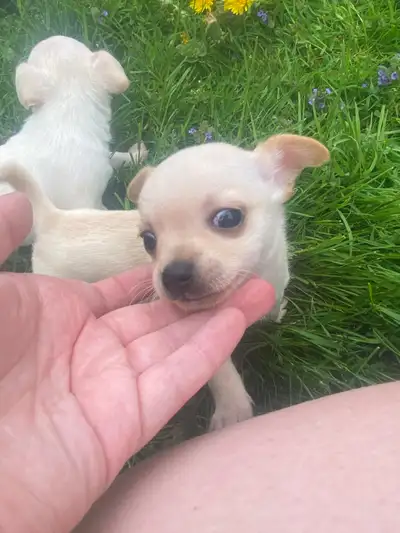 3 females 1 male deer head chihuahuas 10 weeks