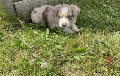 Australian Shepherd, View more