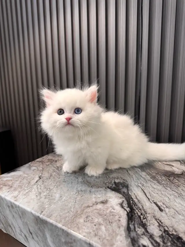 british longhair short leg munchkin kittens in Cats & Kittens for Rehoming in Oakville / Halton Region - Image 4