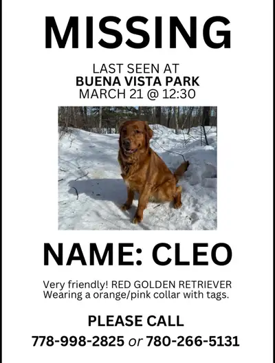 Missing Golden Retreiver YEG, View more