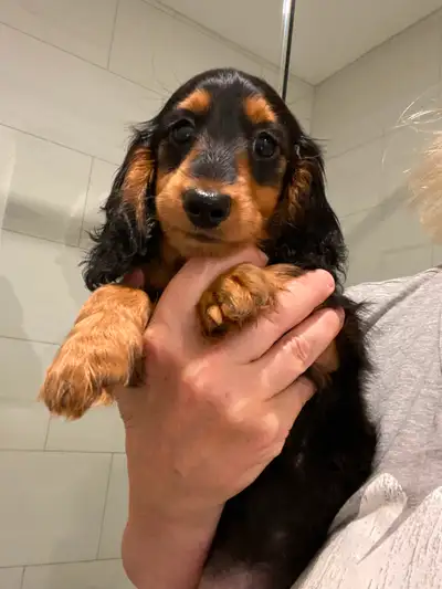 Ckc Registered Dachshund Mini longs, View more