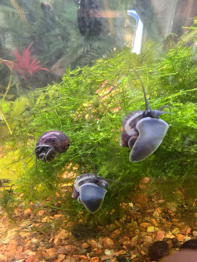 Purple Mystery Snails in Other Pets for Rehoming in Barrie - Image 2