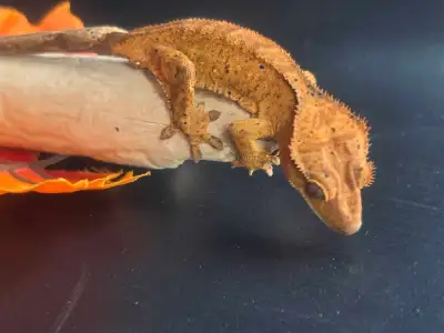 Juvenile Crested Gecko, View more