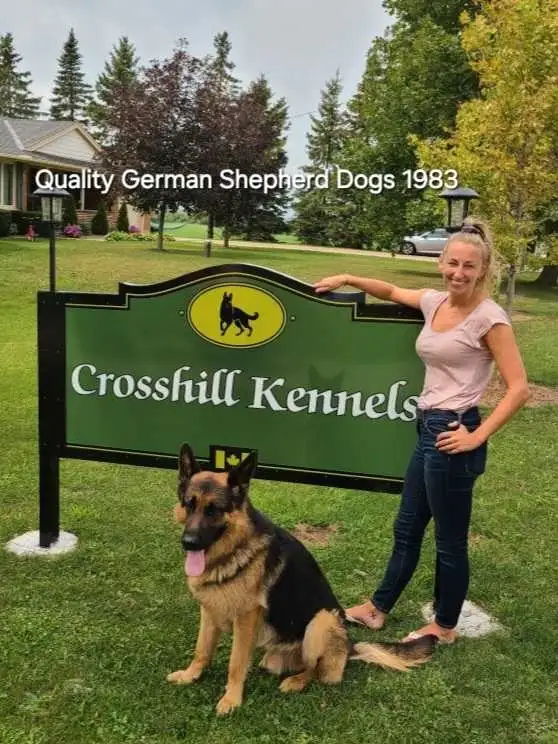 German Shepherds pups in Dogs & Puppies for Rehoming in Stratford - Image 5