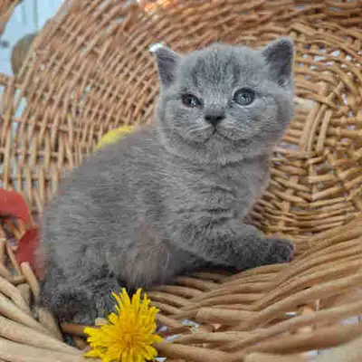 chatons/kittens British Shorthair, purebred, CCA-AFC, View more