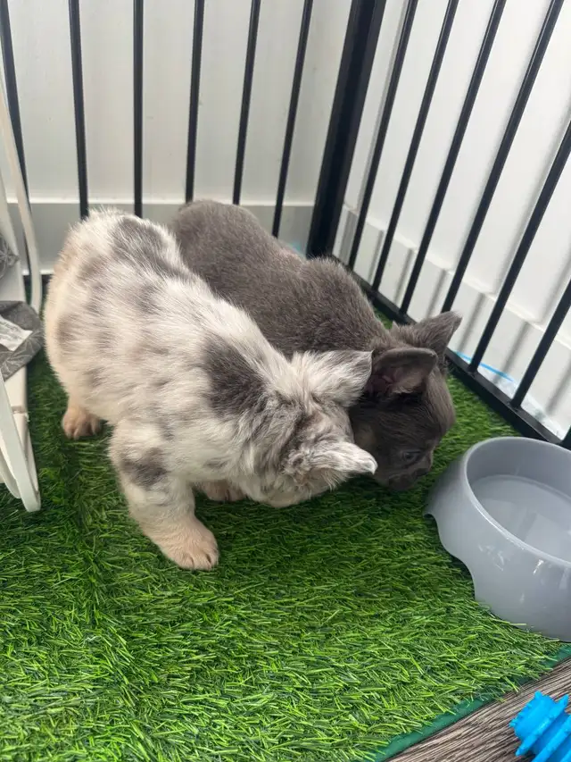 Merle Fluffy Puppies Searching for a Fur-Ever Home ️ | Dogs & Puppies ...