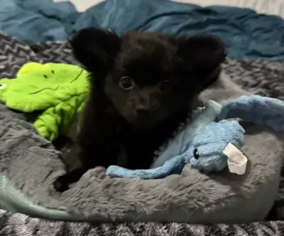 Pom/Pap puppies, View more