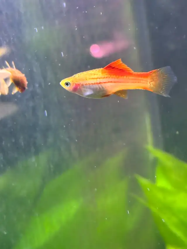 Hi fin pinnapple swordtails in Fish for Rehoming in Hamilton - Image 2