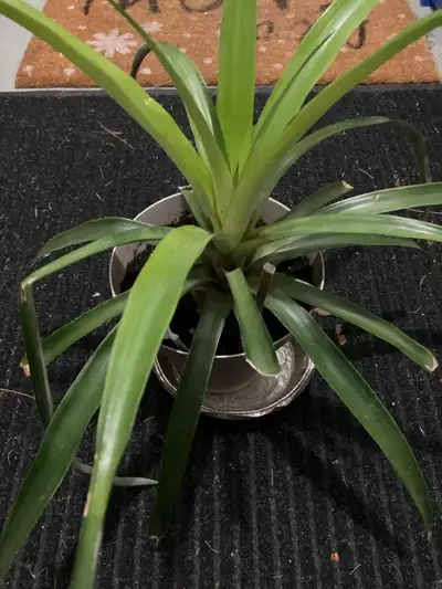 succulent plants soil Succulent Success
