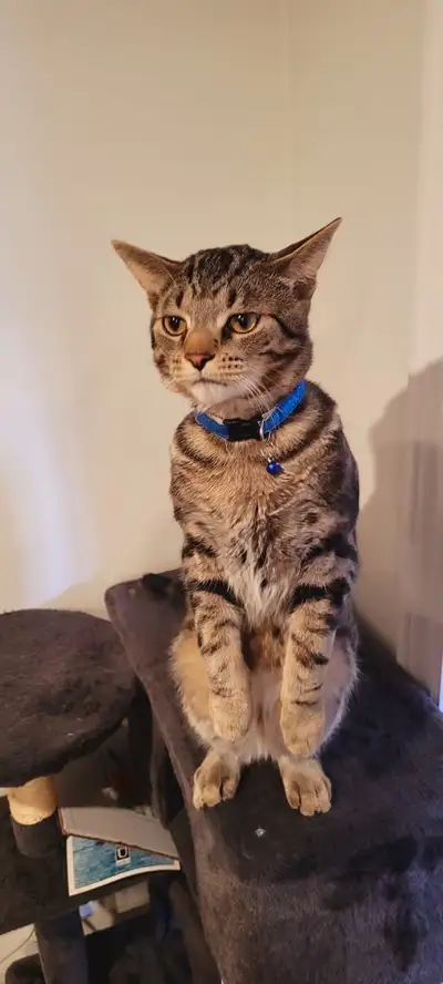 Under 1yr old kitty very lovable, View more