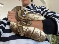 Python adulte femelle
