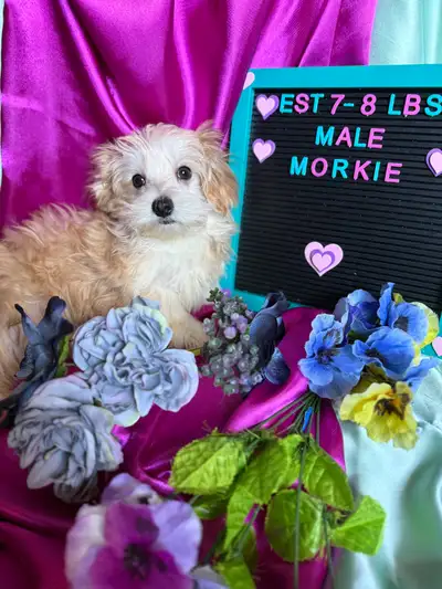 ~MORKIE & YORKIEPOO~ONLY 1 LEFT~, View more