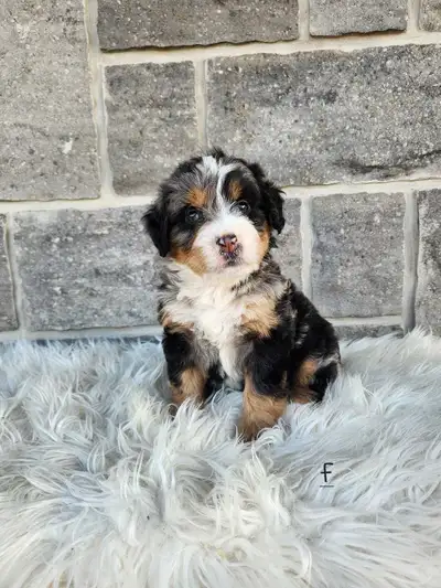 bernedoodles, View more