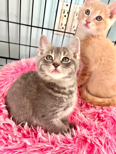 Male, healthy, clean, with a beautiful white striped face. Super friendly, can get along well with c...