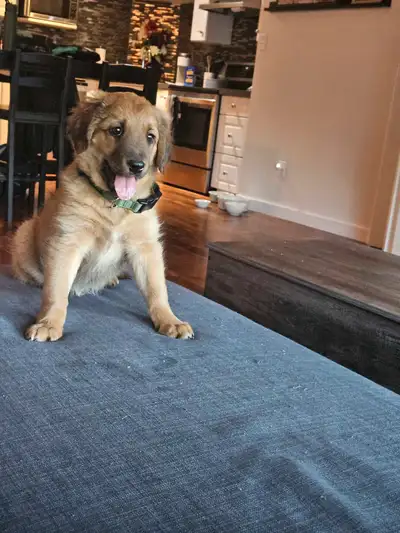 Bernie is expected to be 40-50 lbs based on parents weight. Currently he is 14 pounds. He's a mini A...