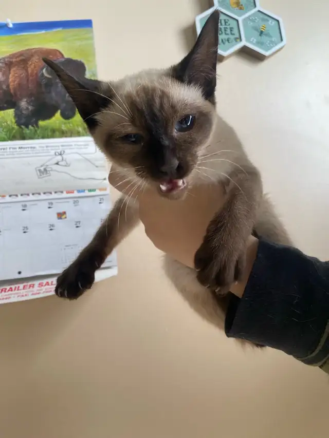Purebred Siamese Kittens (M) - Ready to Go
