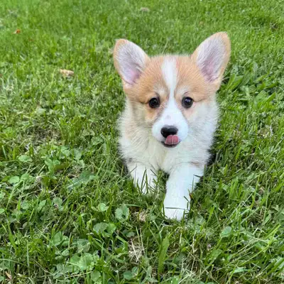 CKC Pembroke Welsh corgi pups, View more