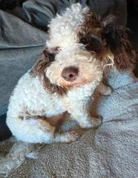 FourSpot- 2yo male 30lb cockapoo is looking for his forever home