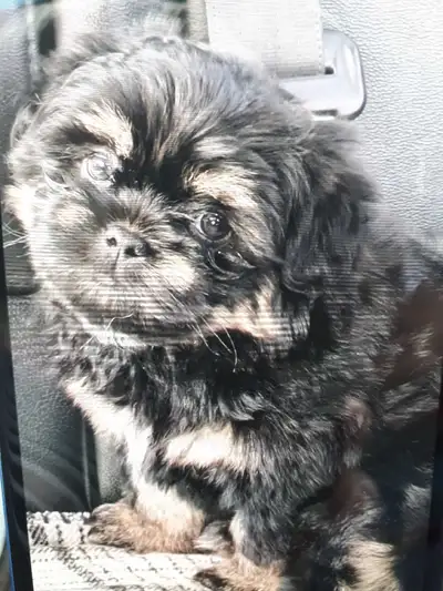 Shih Tzu / Havanese Puppies for Sale-Only one handsome male left, View more