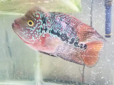 Flowerhorn Cichlids, View more