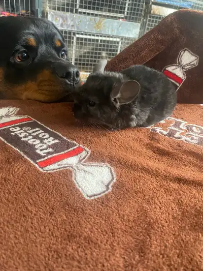 baby chinchilla (ebony), View more