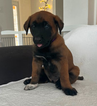 Purebred Belgian Malinois Puppies Re-homed April 21/2024