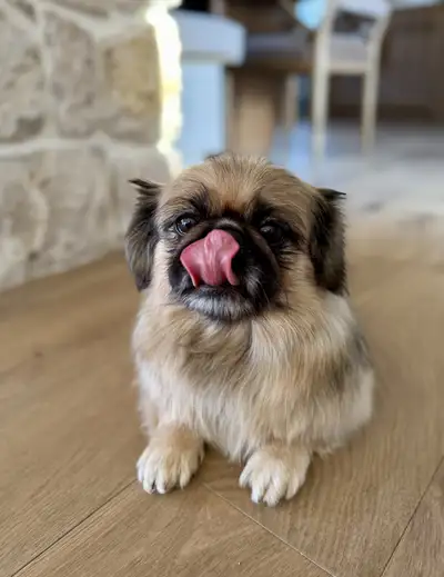 Purebred Pekingese Female, View more