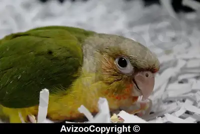 CONURE PINEAPPLE MÂLE DISPONIBLES, View more